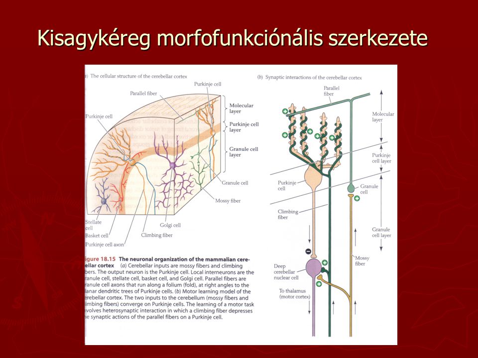 Kisagykéreg morfofunkciónális szerkezete