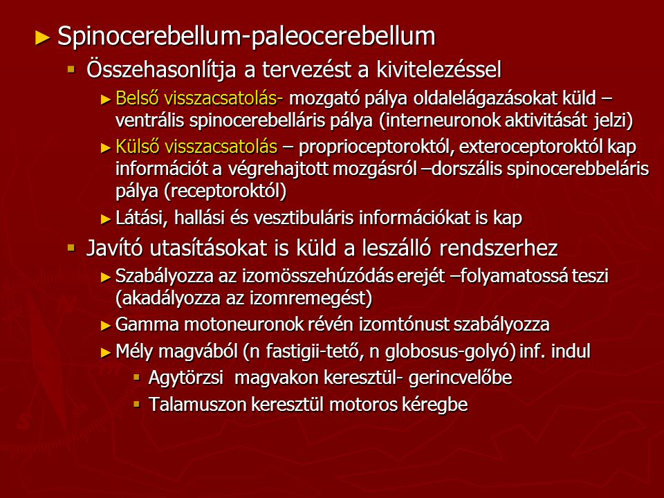 Spinocerebellum-paleocerebellum