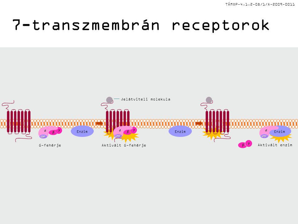7-transzmembrán receptorok