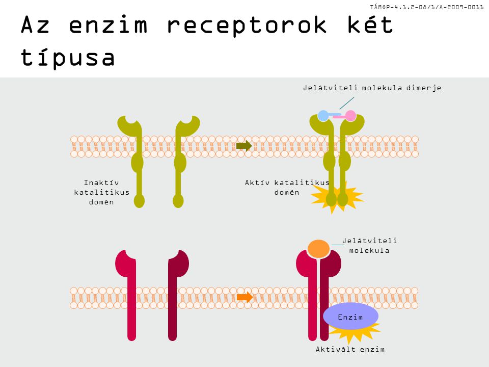 Az enzim receptorok két típusa