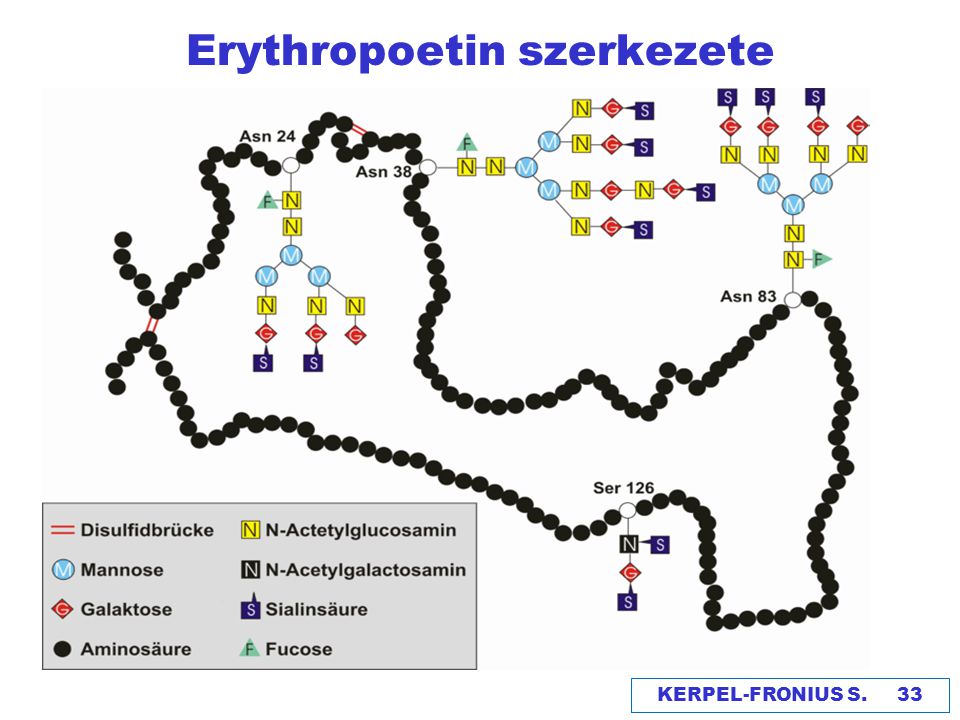 Erythropoetin szerkezete