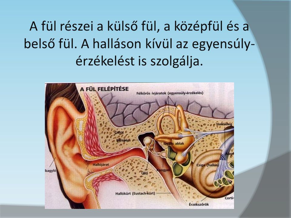 A fül részei a külső fül, a középfül és a belső fül