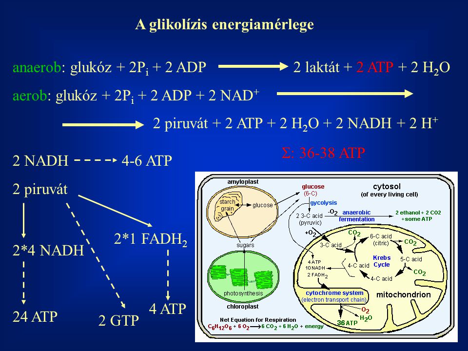 A glikolízis energiamérlege