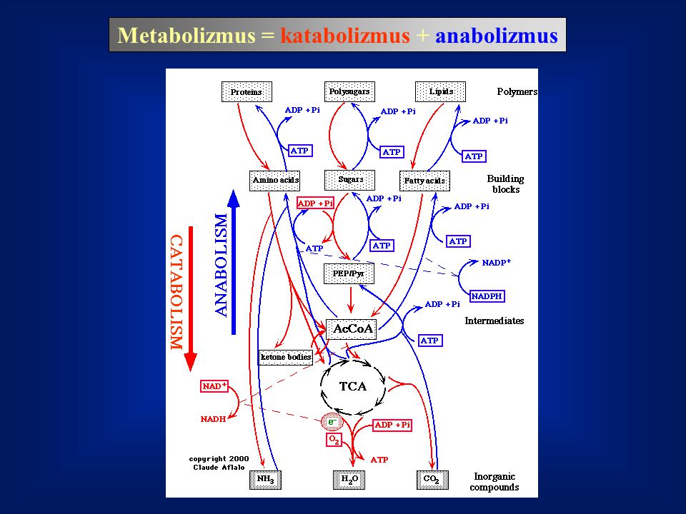 Metabolizmus = katabolizmus + anabolizmus