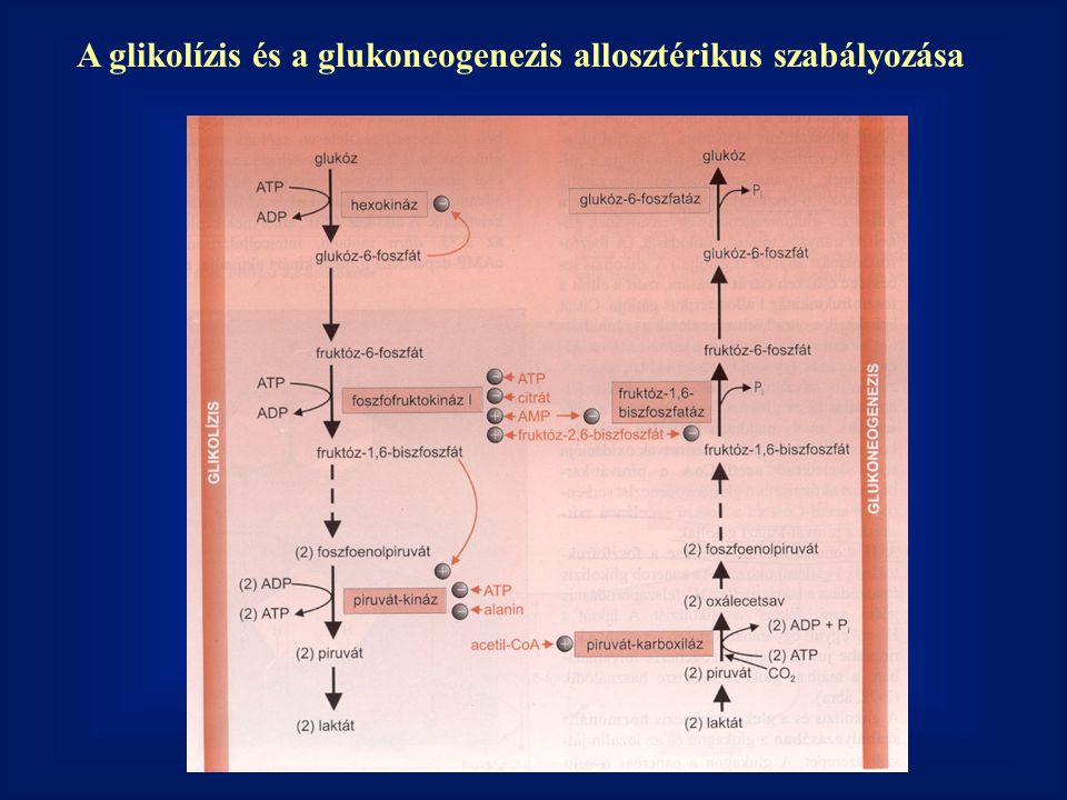 A glikolízis és a glukoneogenezis allosztérikus szabályozása