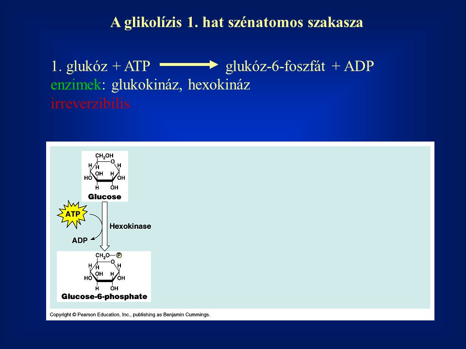 A glikolízis 1. hat szénatomos szakasza