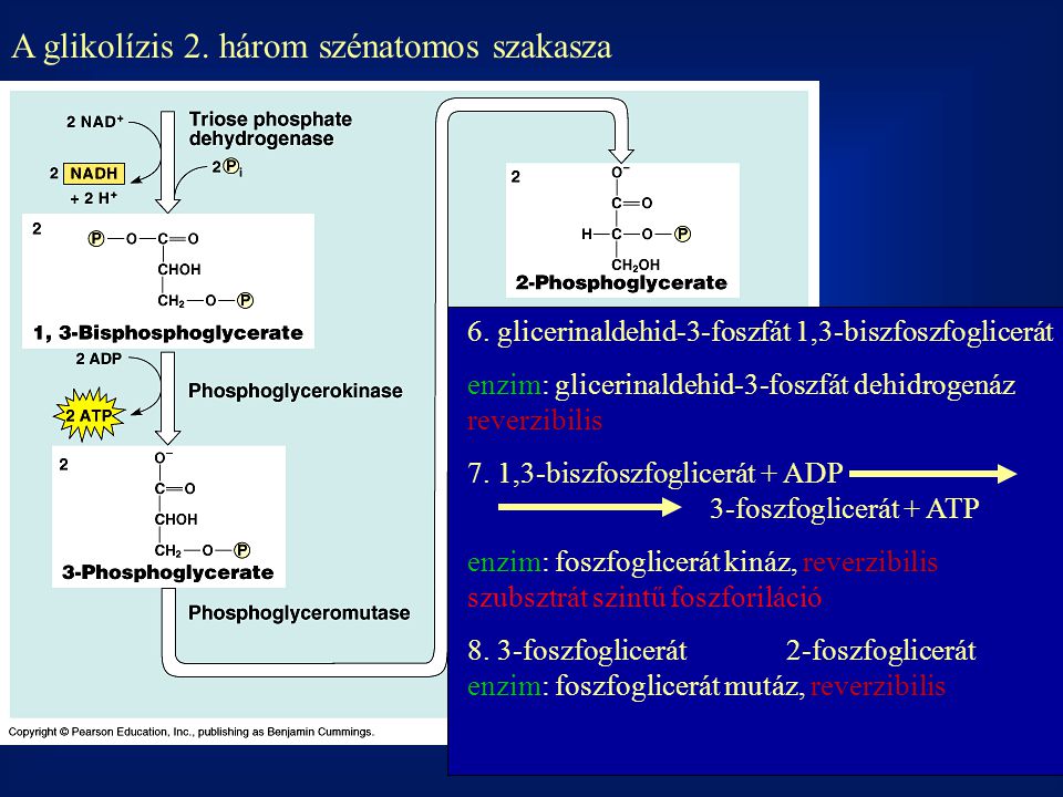 A glikolízis 2. három szénatomos szakasza