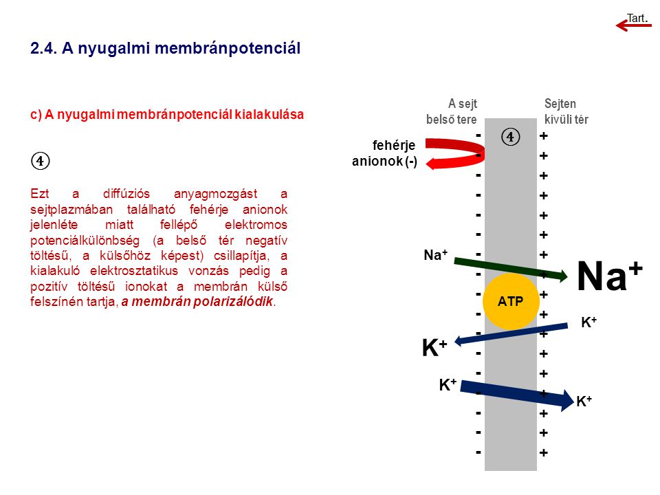 Na+ K A nyugalmi membránpotenciál ④ + ④ - ++ K+ Na+ K+ K+