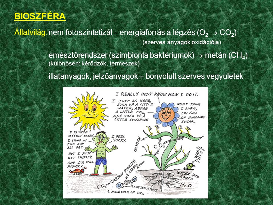 BIOSZFÉRA Állatvilág: nem fotoszintetizál – energiaforrás a légzés (O2  CO2) (szerves anyagok oxidációja)