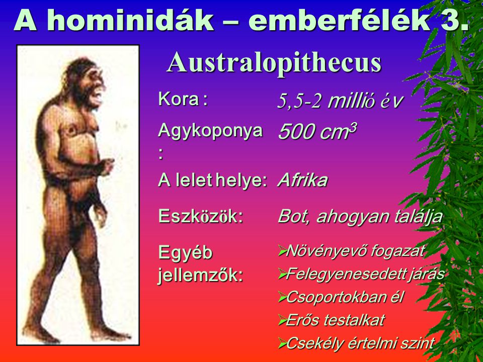 A hominidák – emberfélék 3.