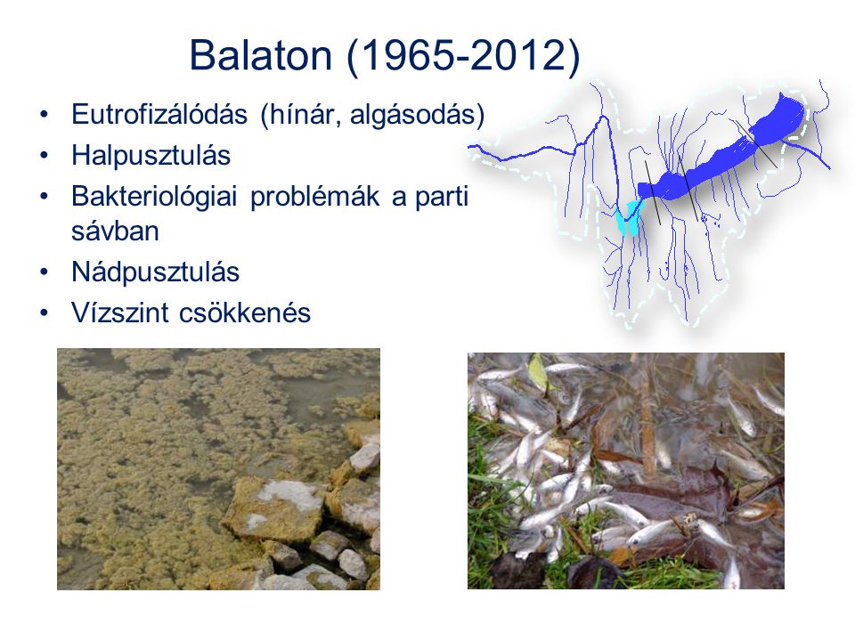 Balaton ( ) Eutrofizálódás (hínár, algásodás) Halpusztulás