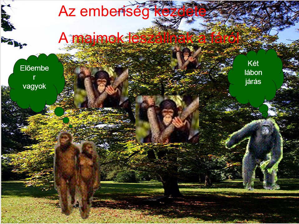 A majmok leszállnak a fáról