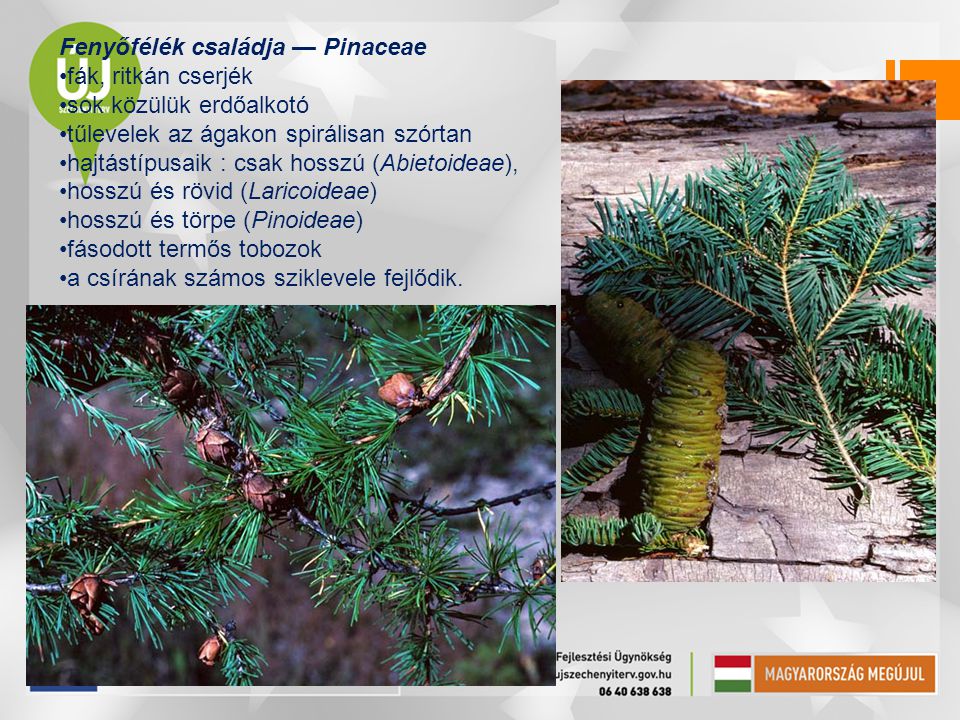 Fenyőfélék családja — Pinaceae