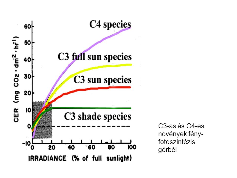 C3-as és C4-es növények fény-fotoszintézis görbéi