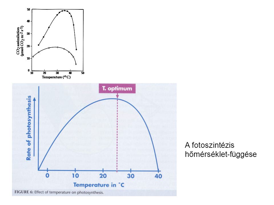 A fotoszintézis hőmérséklet-függése