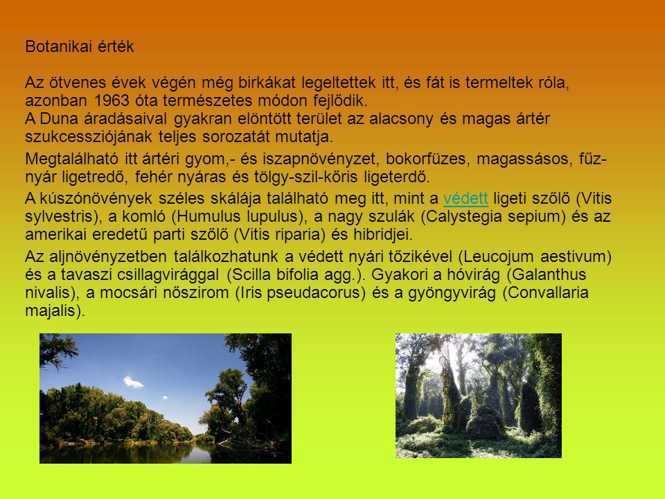 Botanikai érték Az ötvenes évek végén még birkákat legeltettek itt, és fát is termeltek róla, azonban 1963 óta természetes módon fejlődik. A Duna áradásaival gyakran elöntött terület az alacsony és magas ártér szukcessziójának teljes sorozatát mutatja.