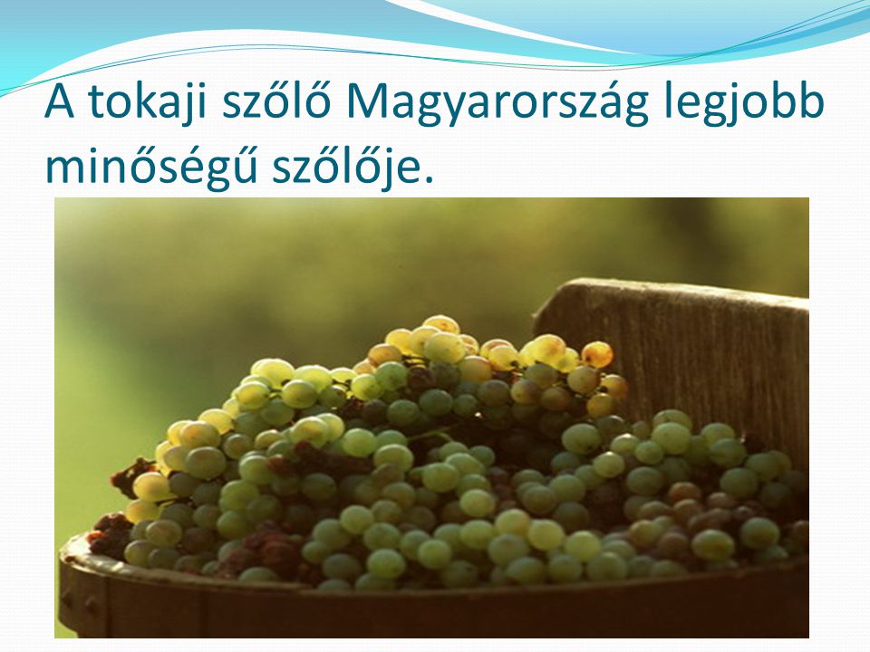 A tokaji szőlő Magyarország legjobb minőségű szőlője.