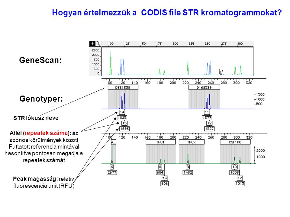 Hogyan értelmezzük a CODIS file STR kromatogrammokat