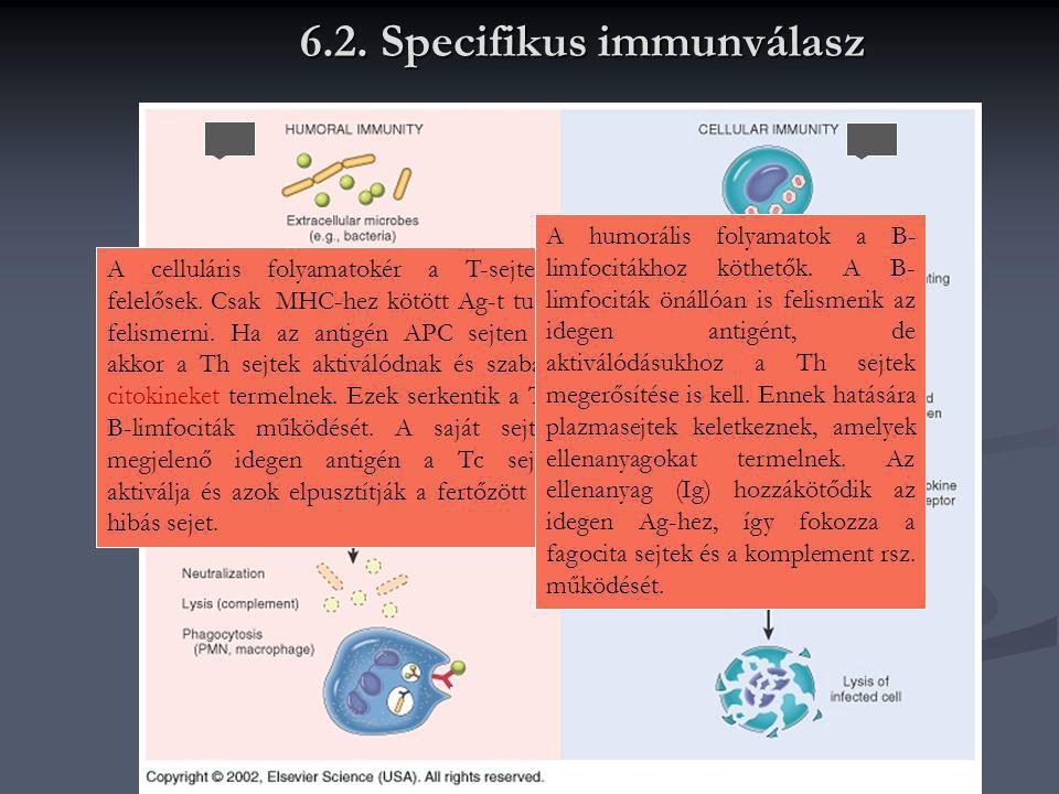 6.2. Specifikus immunválasz