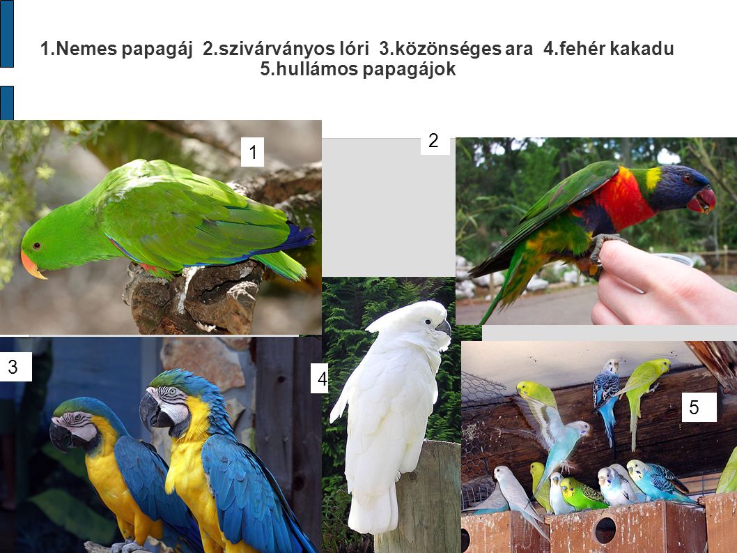 1. Nemes papagáj 2. szivárványos lóri 3. közönséges ara 4