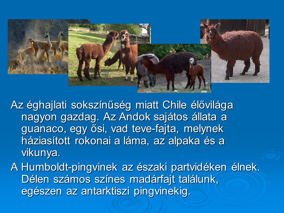 Az éghajlati sokszínűség miatt Chile élővilága nagyon gazdag