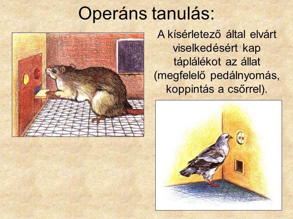 Operáns tanulás: A kísérletező által elvárt viselkedésért kap táplálékot az állat (megfelelő pedálnyomás, koppintás a csőrrel).