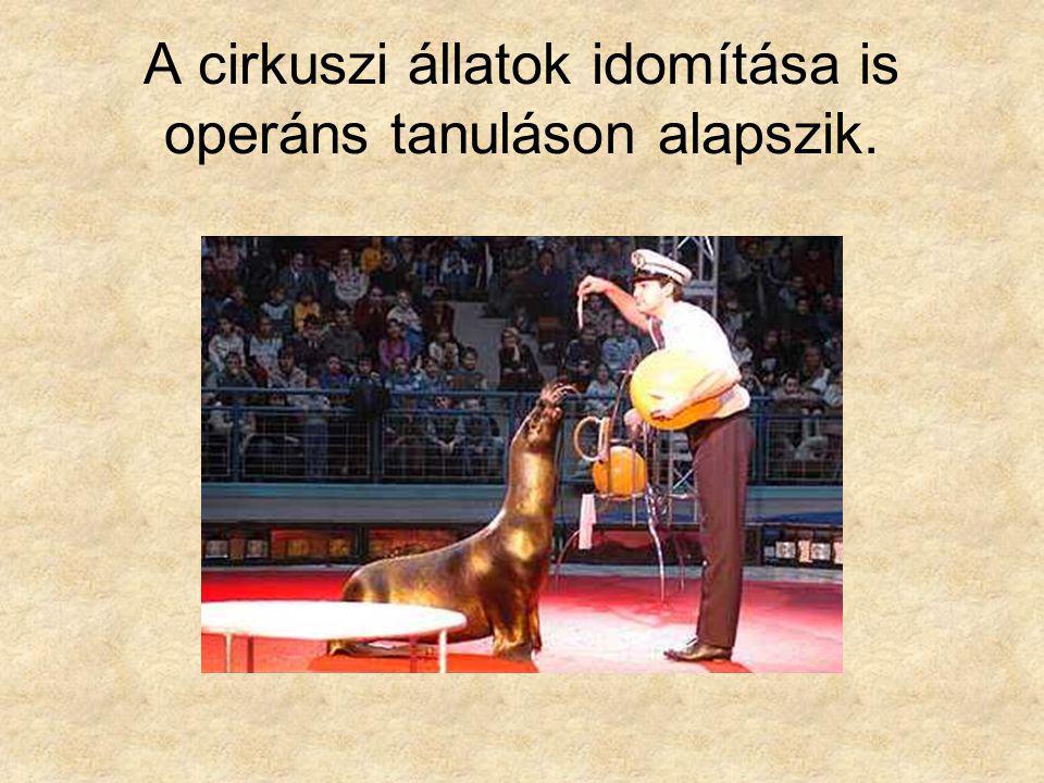 A cirkuszi állatok idomítása is operáns tanuláson alapszik.