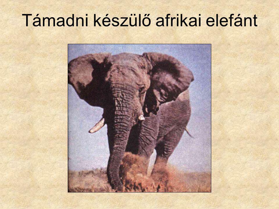 Támadni készülő afrikai elefánt