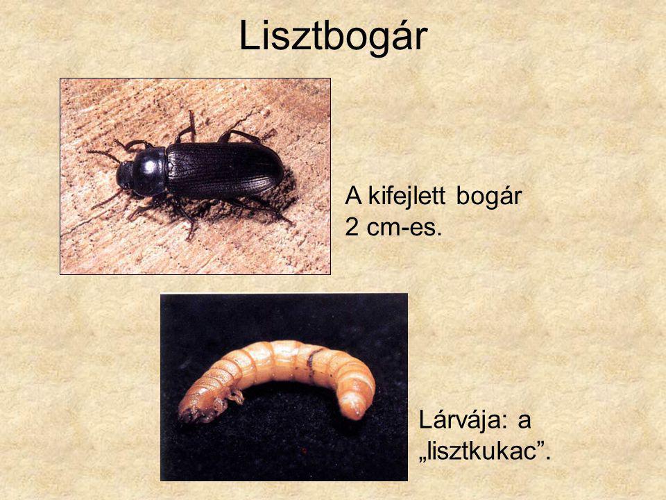 Lisztbogár A kifejlett bogár 2 cm-es. Lárvája: a „lisztkukac .
