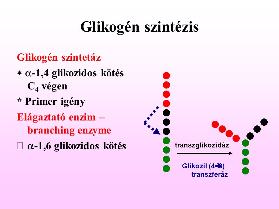 Glikogén szintézis Glikogén szintetáz