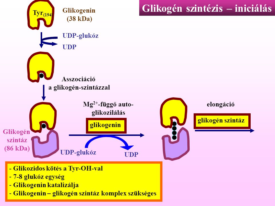 a glikogén-szintázzal
