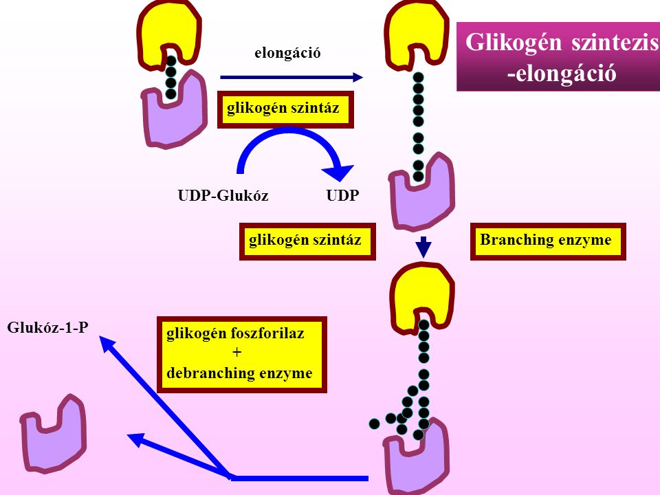 Glikogén szintezis -elongáció
