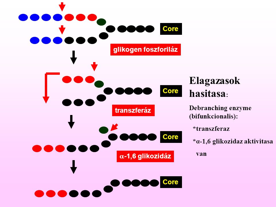 Elagazasok hasitasa: Core glikogen foszforiláz