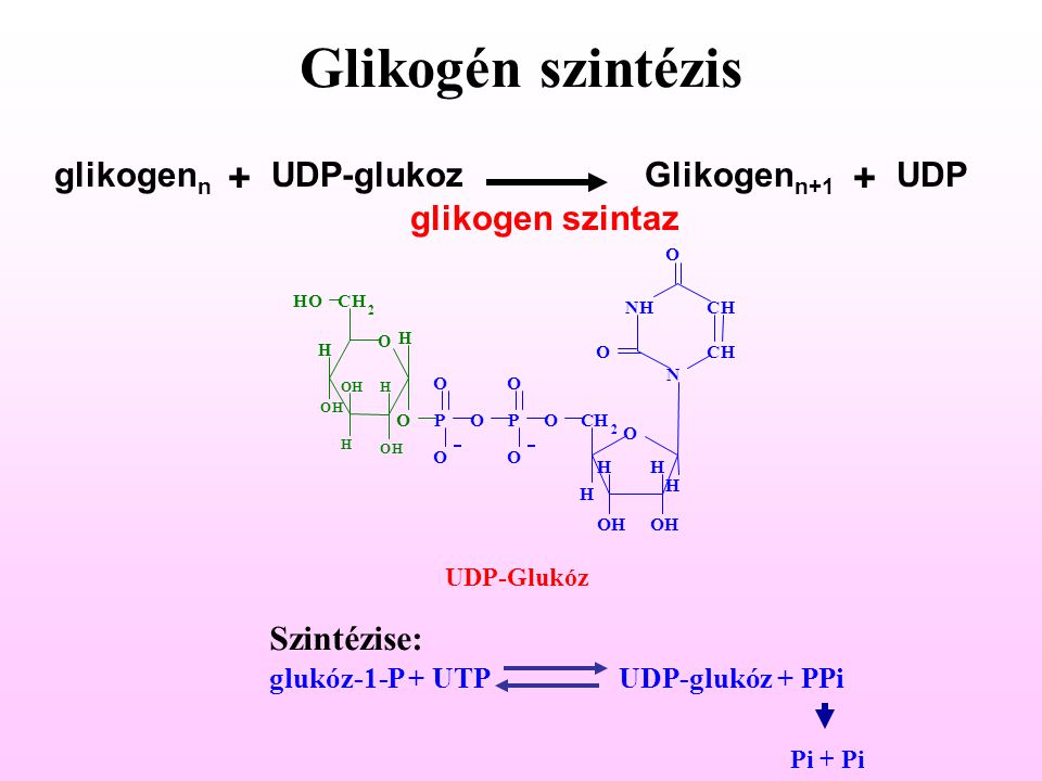 Glikogén szintézis + + glikogenn UDP-glukoz Glikogenn+1 UDP