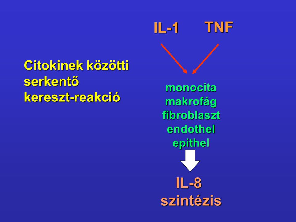 IL-1 TNF IL-8 szintézis Citokinek közötti serkentő kereszt-reakció
