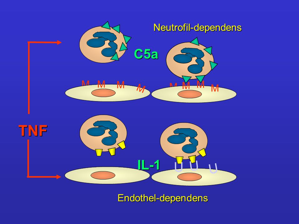 TNF C5a IL-1 U U U Neutrofil-dependens M M M M M M M M