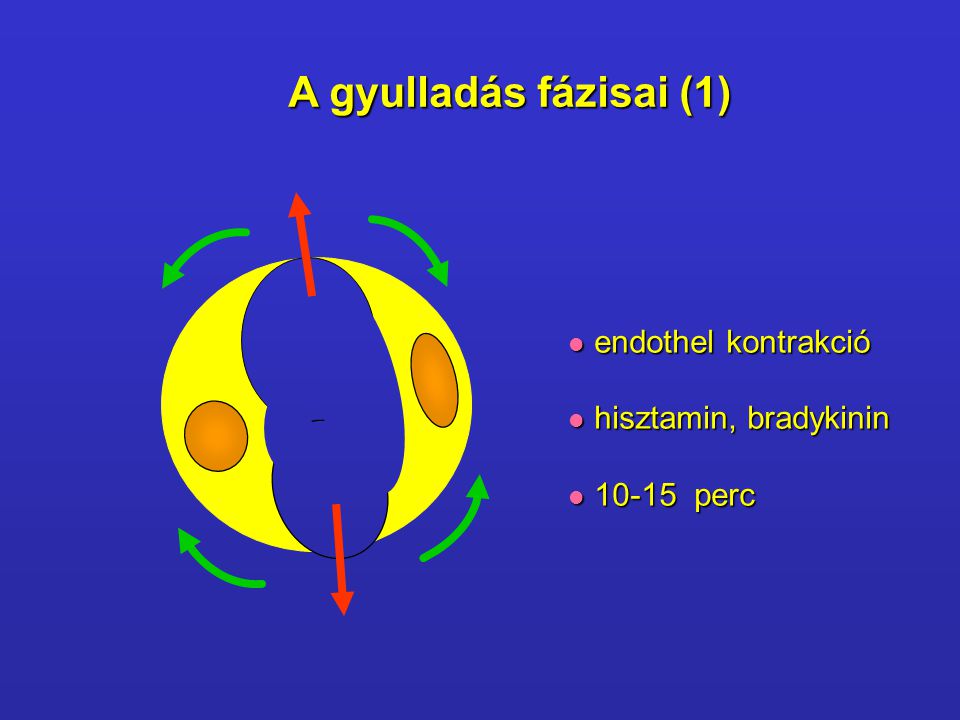 A gyulladás fázisai (1) endothel kontrakció hisztamin, bradykinin