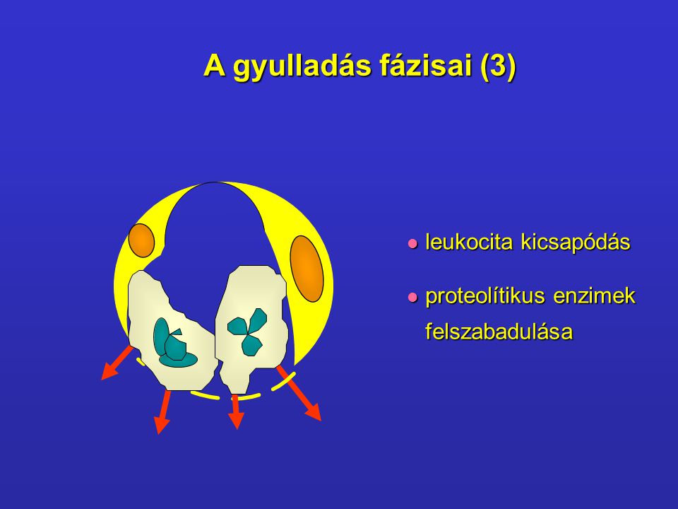 A gyulladás fázisai (3) leukocita kicsapódás proteolítikus enzimek