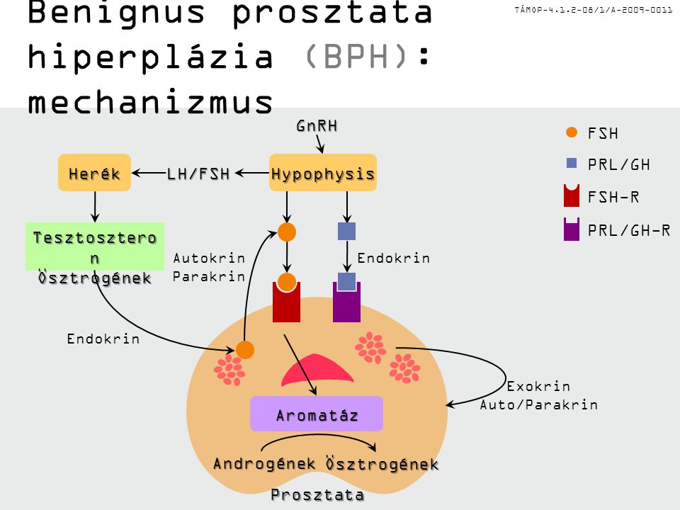 Benignus prosztata hiperplázia (BPH): mechanizmus