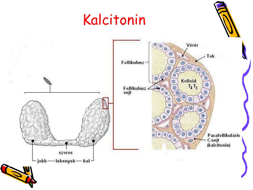 Kalcitonin
