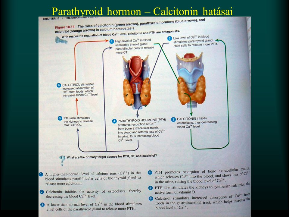 Parathyroid hormon – Calcitonin hatásai