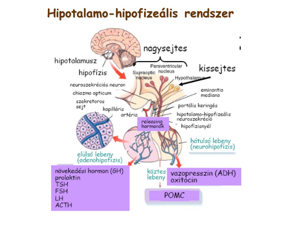 Hipotalamo-hipofizeális rendszer