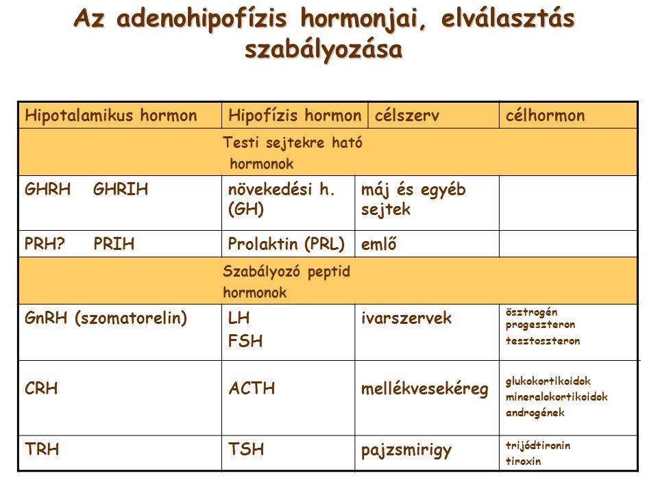 Az adenohipofízis hormonjai, elválasztás szabályozása