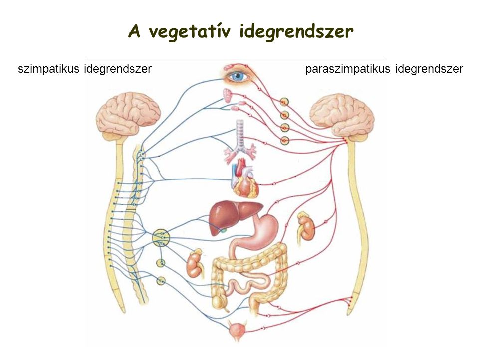 A vegetatív idegrendszer