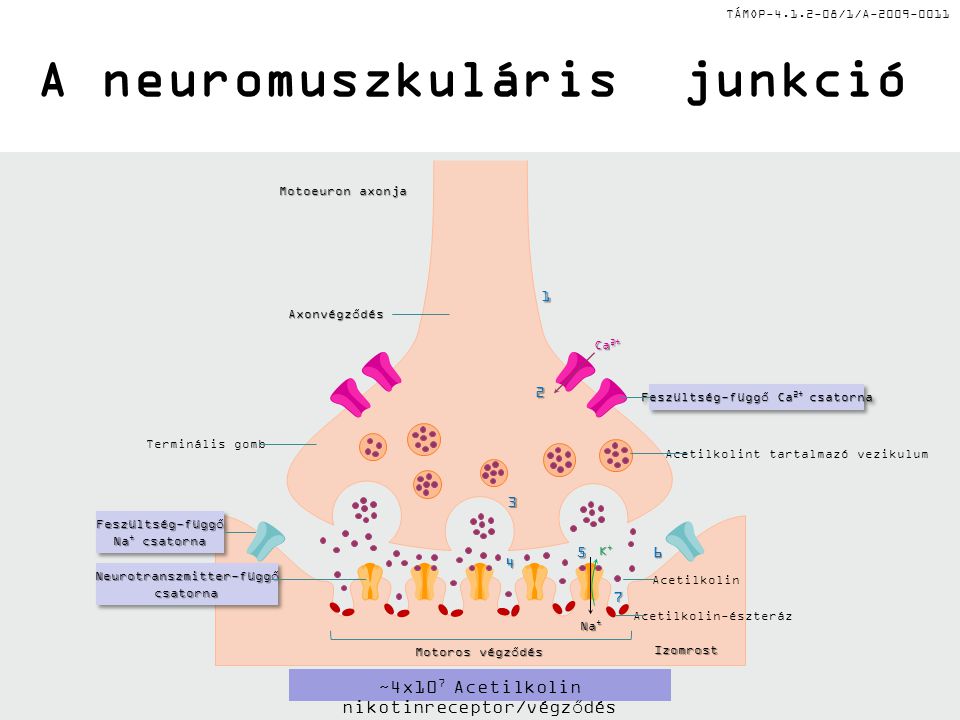 A neuromuszkuláris junkció