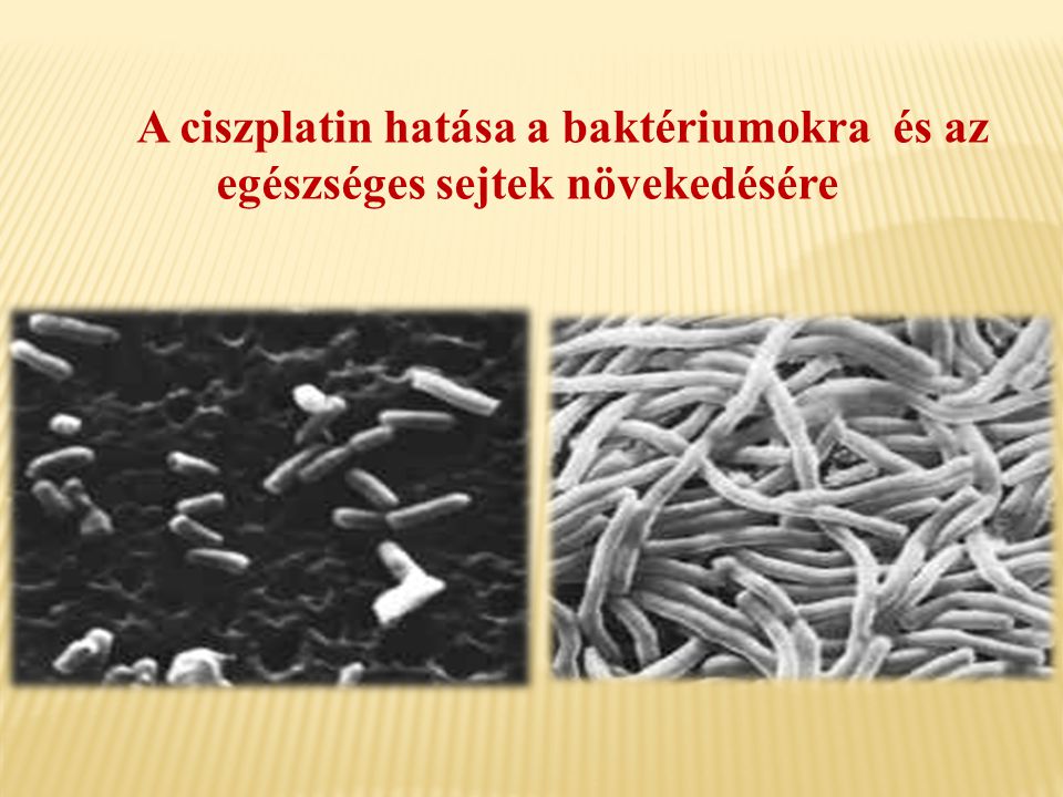 A ciszplatin hatása a baktériumokra és az egészséges sejtek növekedésére