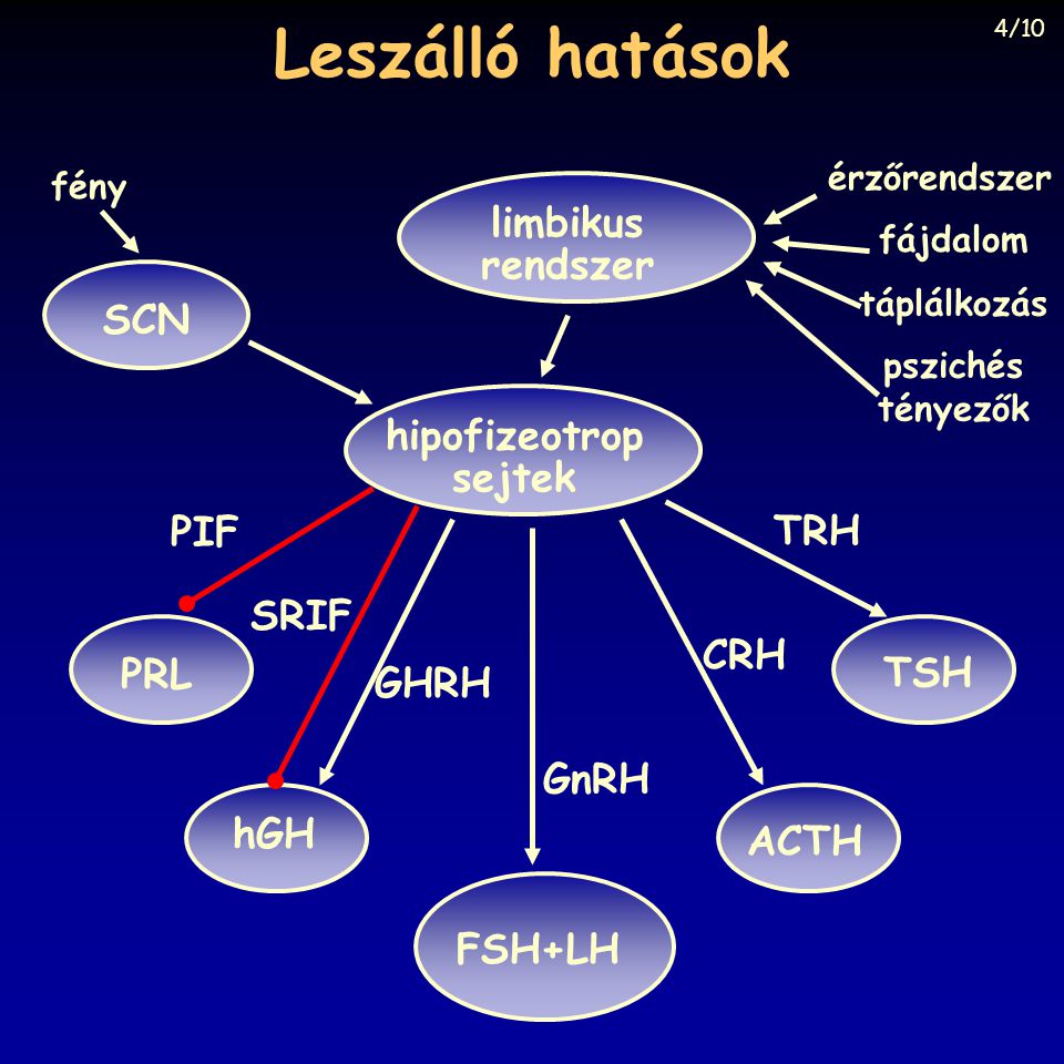 Leszálló hatások limbikus rendszer SCN hipofizeotrop sejtek PIF TRH