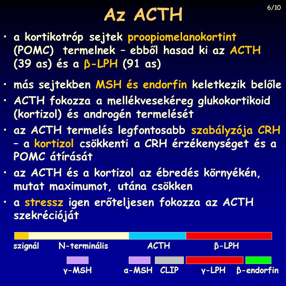 Az ACTH 6/10. a kortikotróp sejtek proopiomelanokortint (POMC) termelnek – ebből hasad ki az ACTH (39 as) és a β-LPH (91 as)