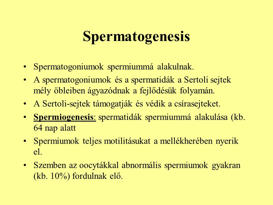 Spermatogenesis Spermatogoniumok spermiummá alakulnak.