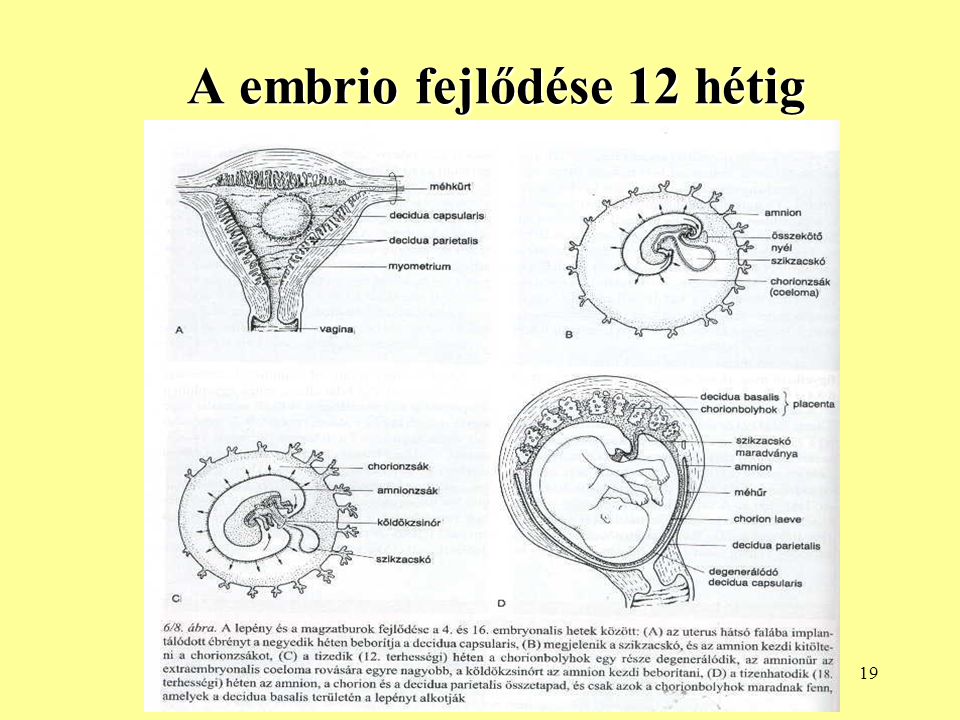 A embrio fejlődése 12 hétig